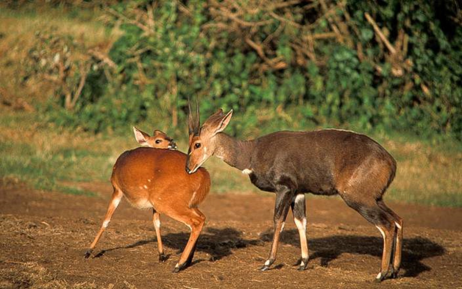 aberdare national park 007