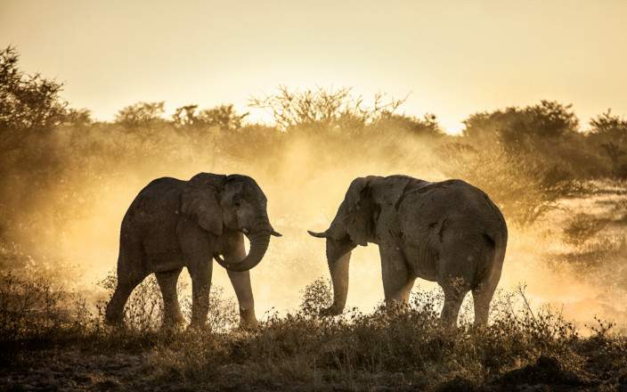 amboseli national park 044