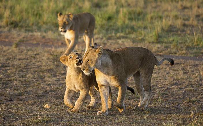 greater masai mara ecosystem 001