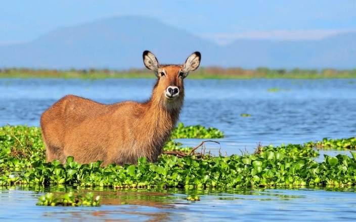 lake naivasha 012