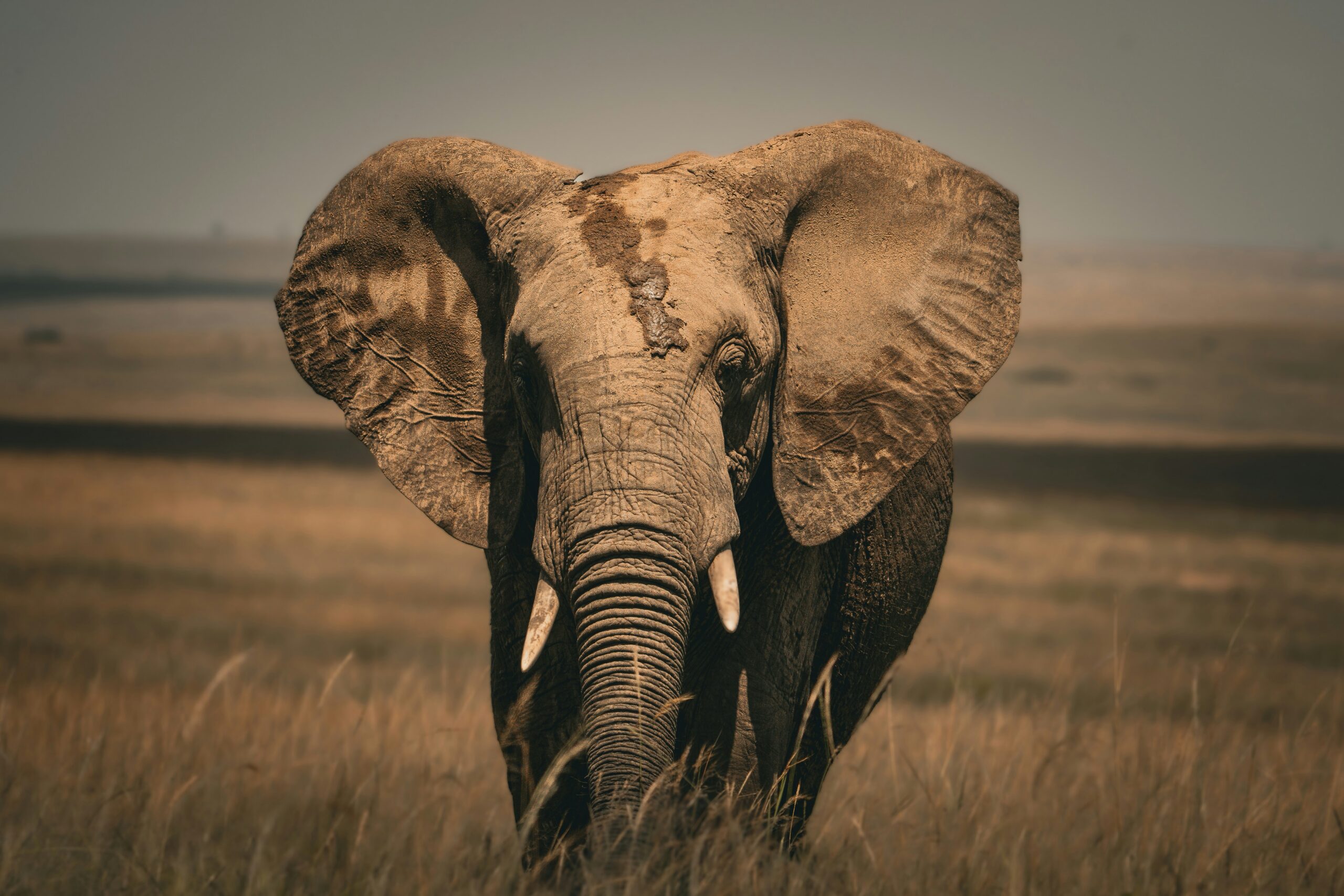 udara karunarathna xioqhhxwx6y unsplash